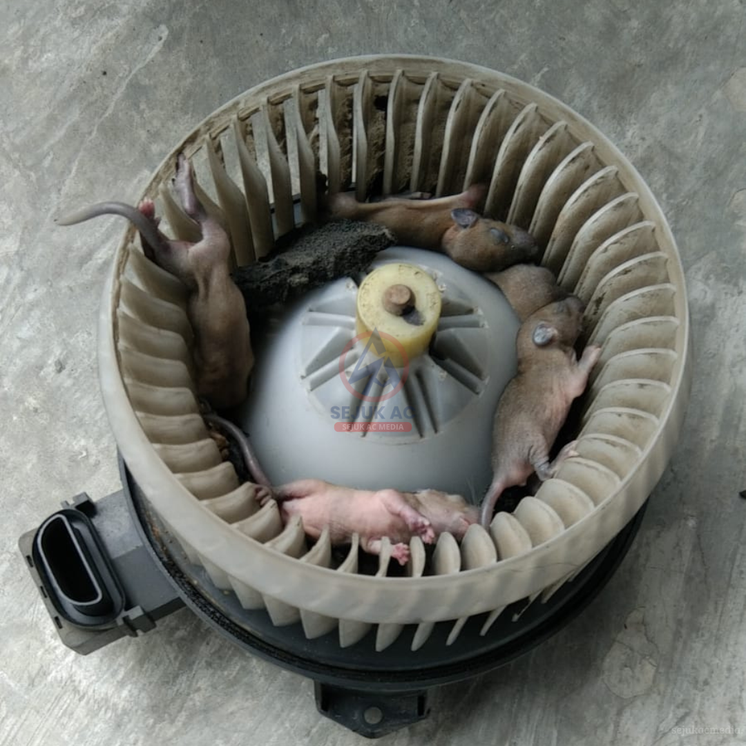 AC Mobil Bau Tikus